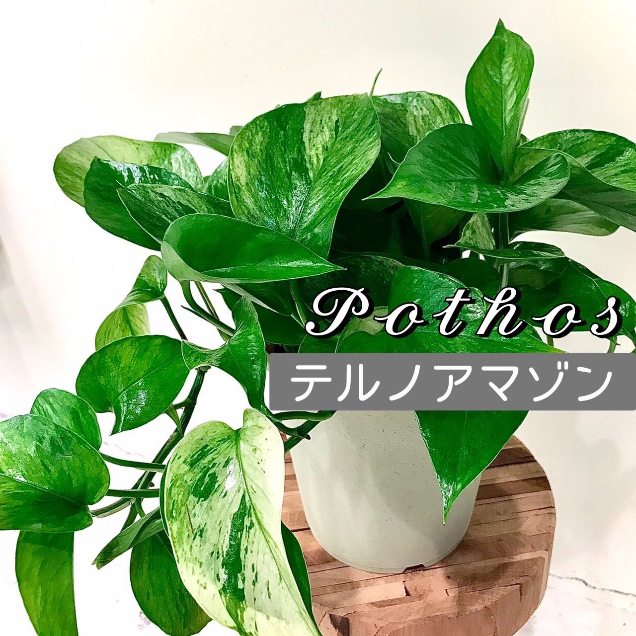 観葉植物》ポトス 5号 テルノアマゾン - メルカリ