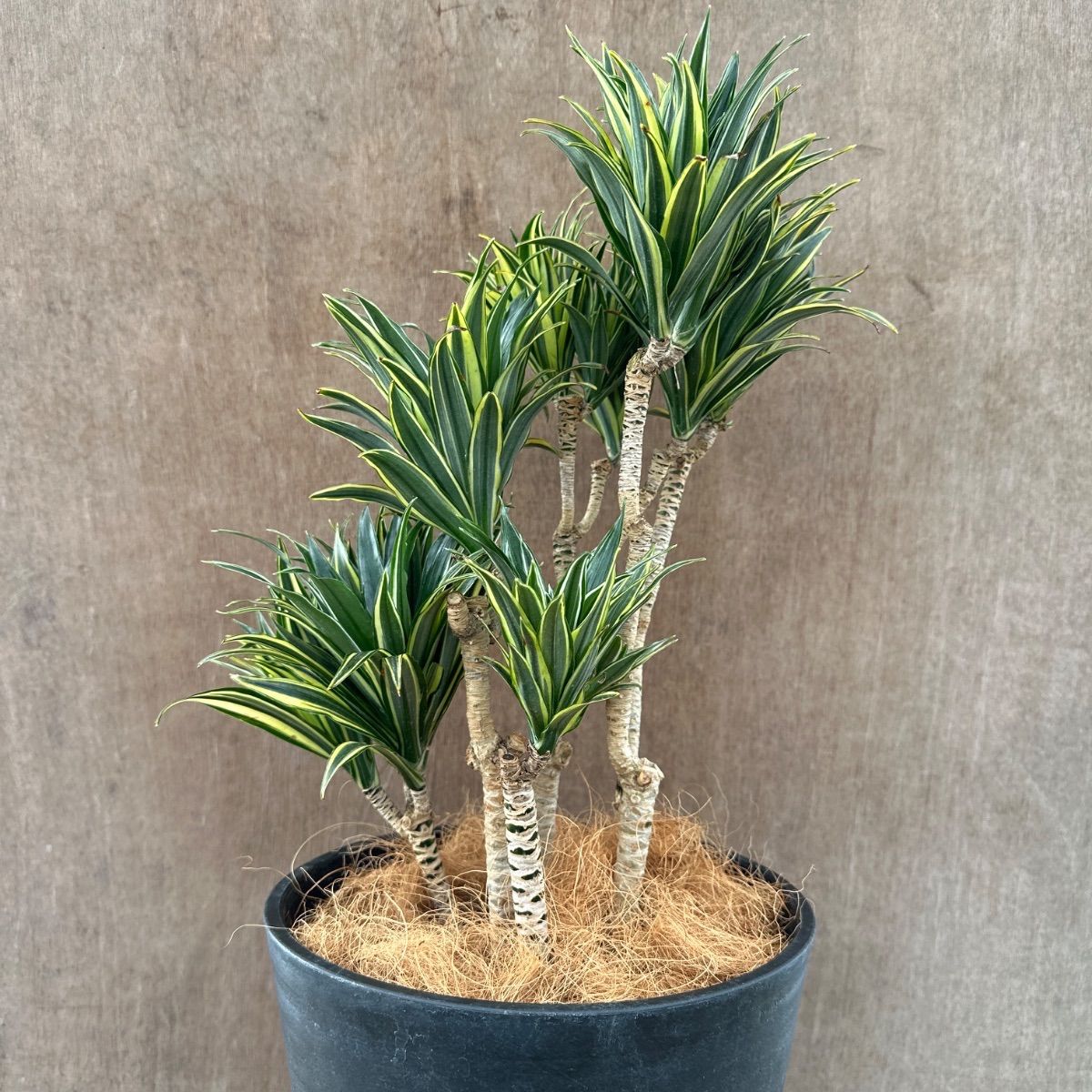 ドラセナコンパクタ 斑入り② 現品 観葉植物 観葉 植物 珍奇植物 珍奇  