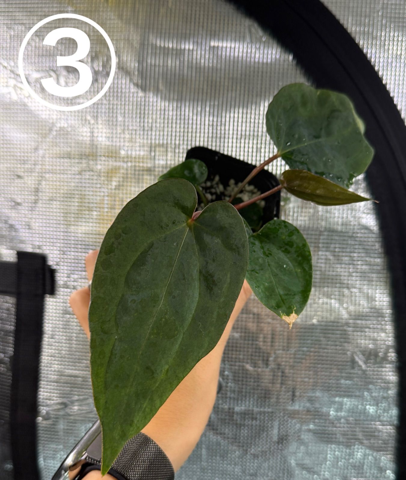 Anthuroom】Anthurium 'Ace of Spades' (df) x 'Blue