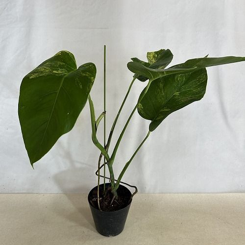 観葉植物 黄斑モンステラ ボルシギアナ オーレア 4号硬質ポット