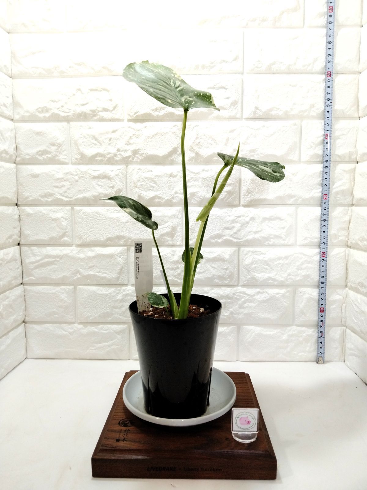 モンステラ タイコンストレーション 4号 msr-tc_25-07-000