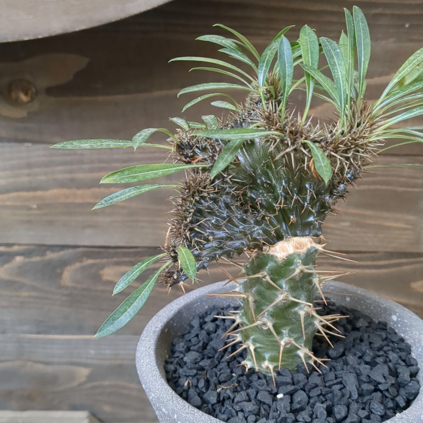 綴化】【鉢ごと発送】パキポディウム ラメリー パキポディウム