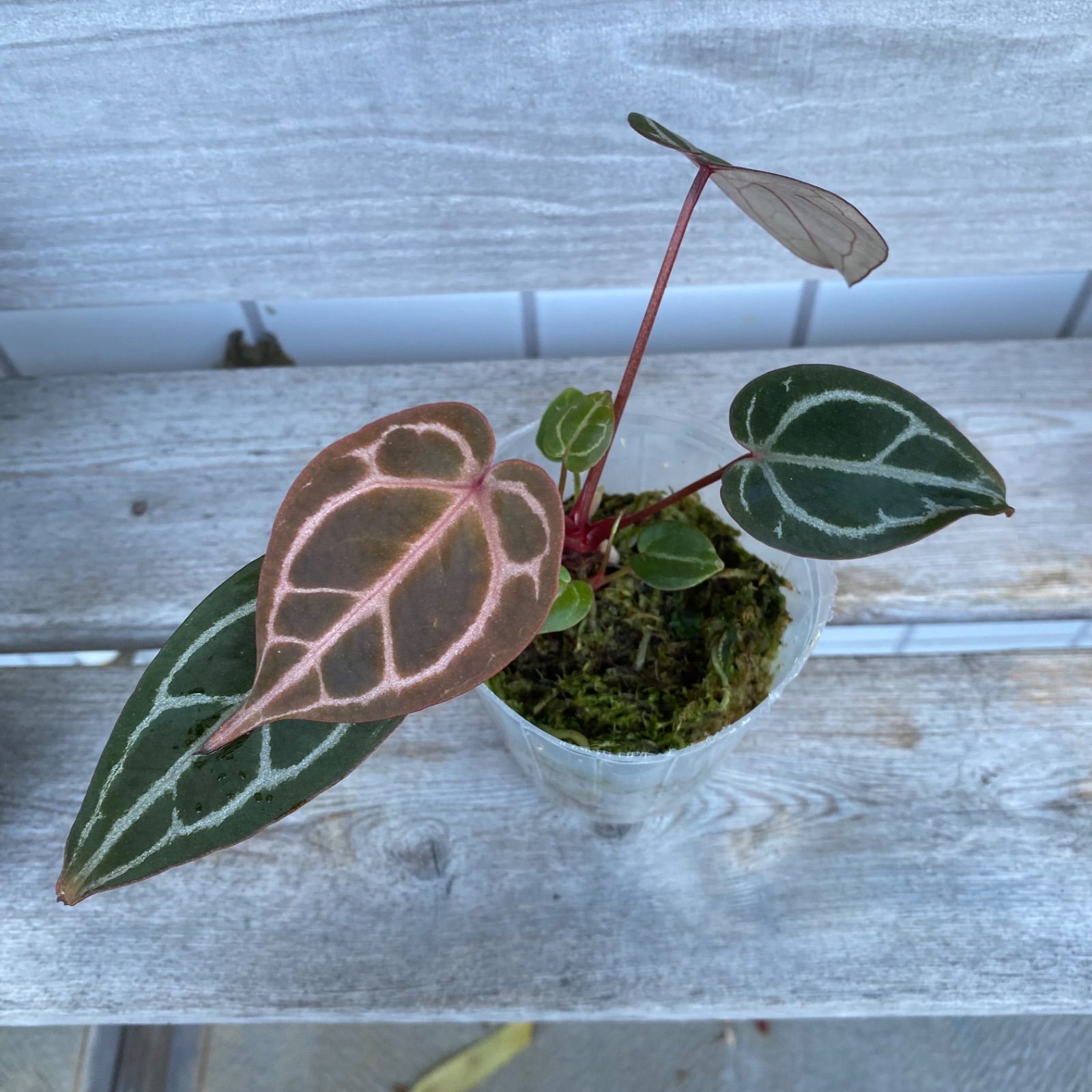 アンスリウム　交配種　ミシェル　ザラ　パピリラミナム　Anthurium アンスリウム 交配種 ミシェル ザラ パピリラミナム Anthurium