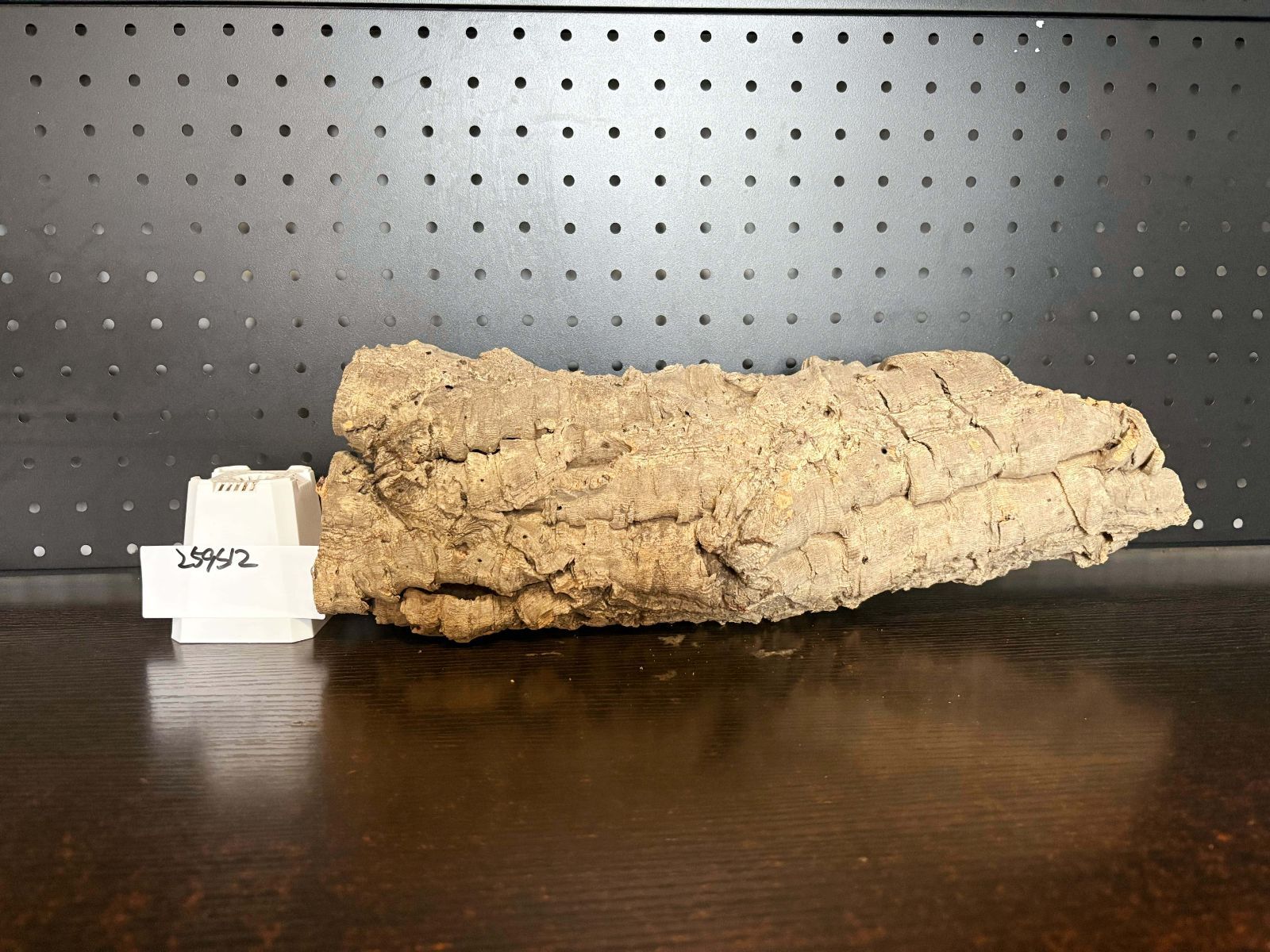 チランジア ビカクシダ