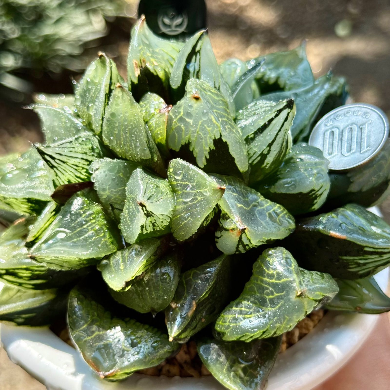 81#多肉植物❤️アエオニウム錦❤️Voo doo 錦❤️紅魔女❤️1大頭15cm