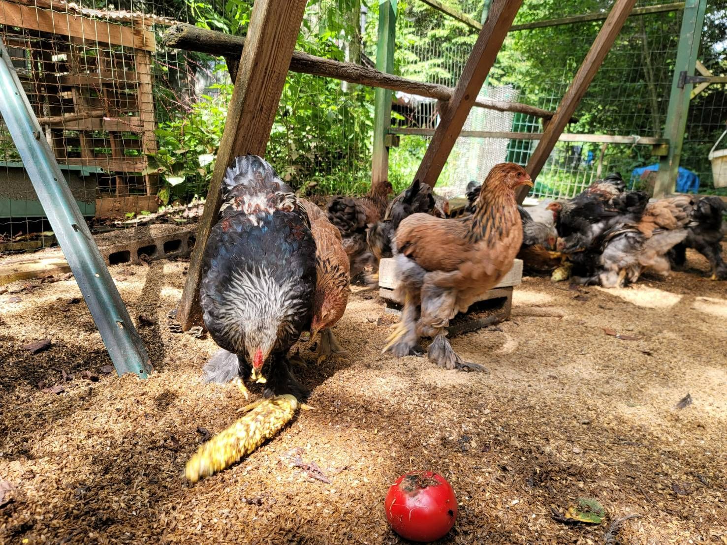 世界最大の鶏ブラマの平飼い有精食用卵24個(卵)｜売買されたオークション情報、yahooの商品情報をアーカイブ公開 - オークファン 卵、乳製品