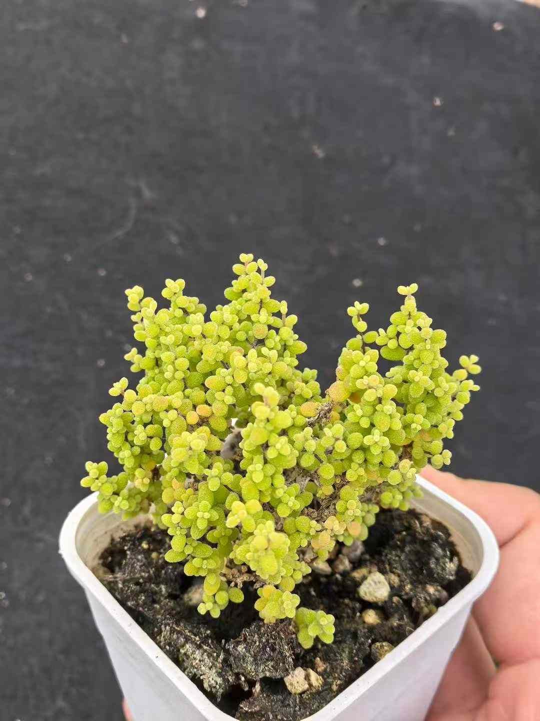 32鉢の土鉢付きセット ドロサンテマム グロボーサム 多肉植物 佐川急便発送 エケベリア 韓国苗 MY740