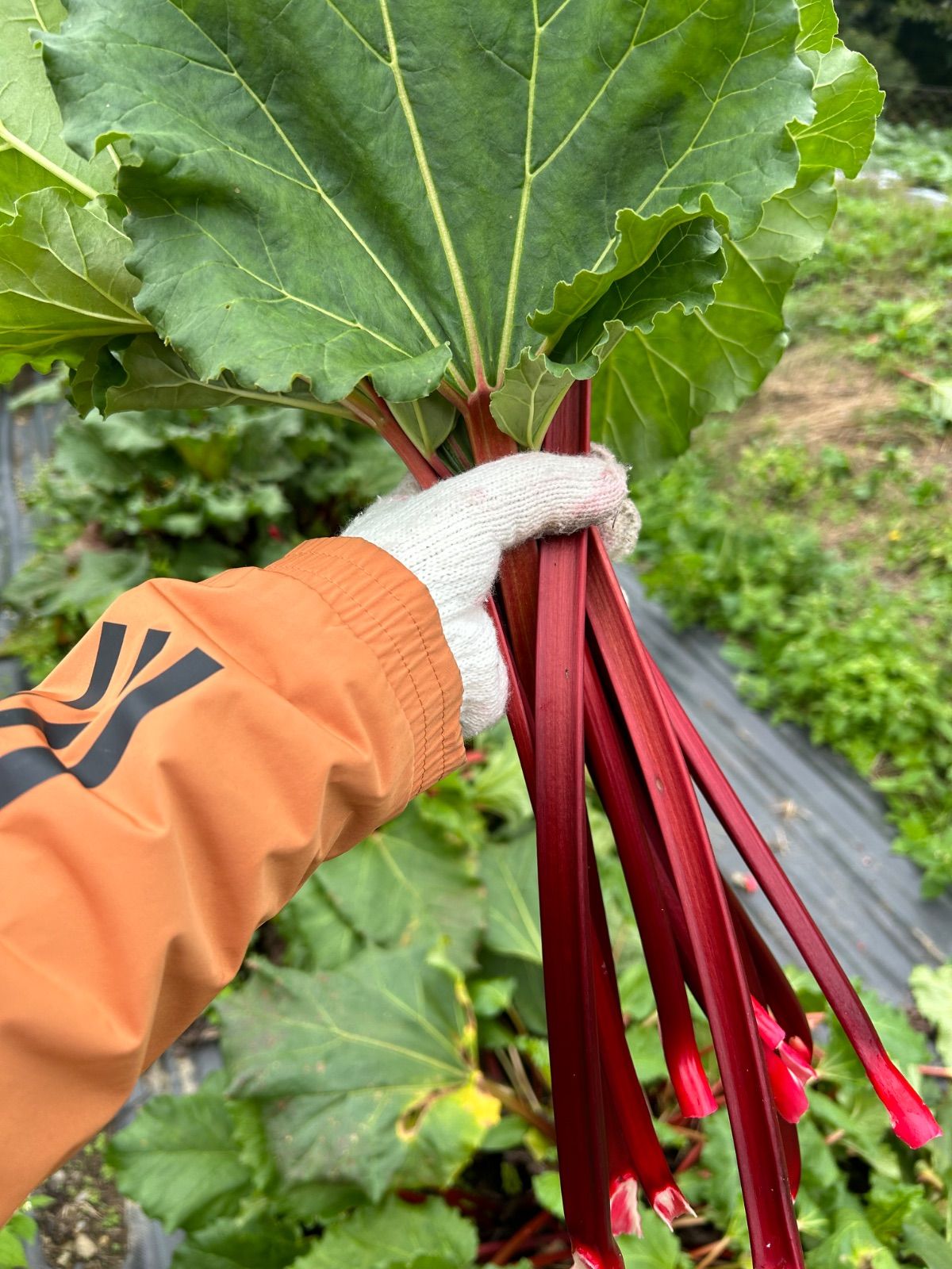 無農薬ルバーブ 1kg 2025年収穫 無農薬ルバーブ 1kg強