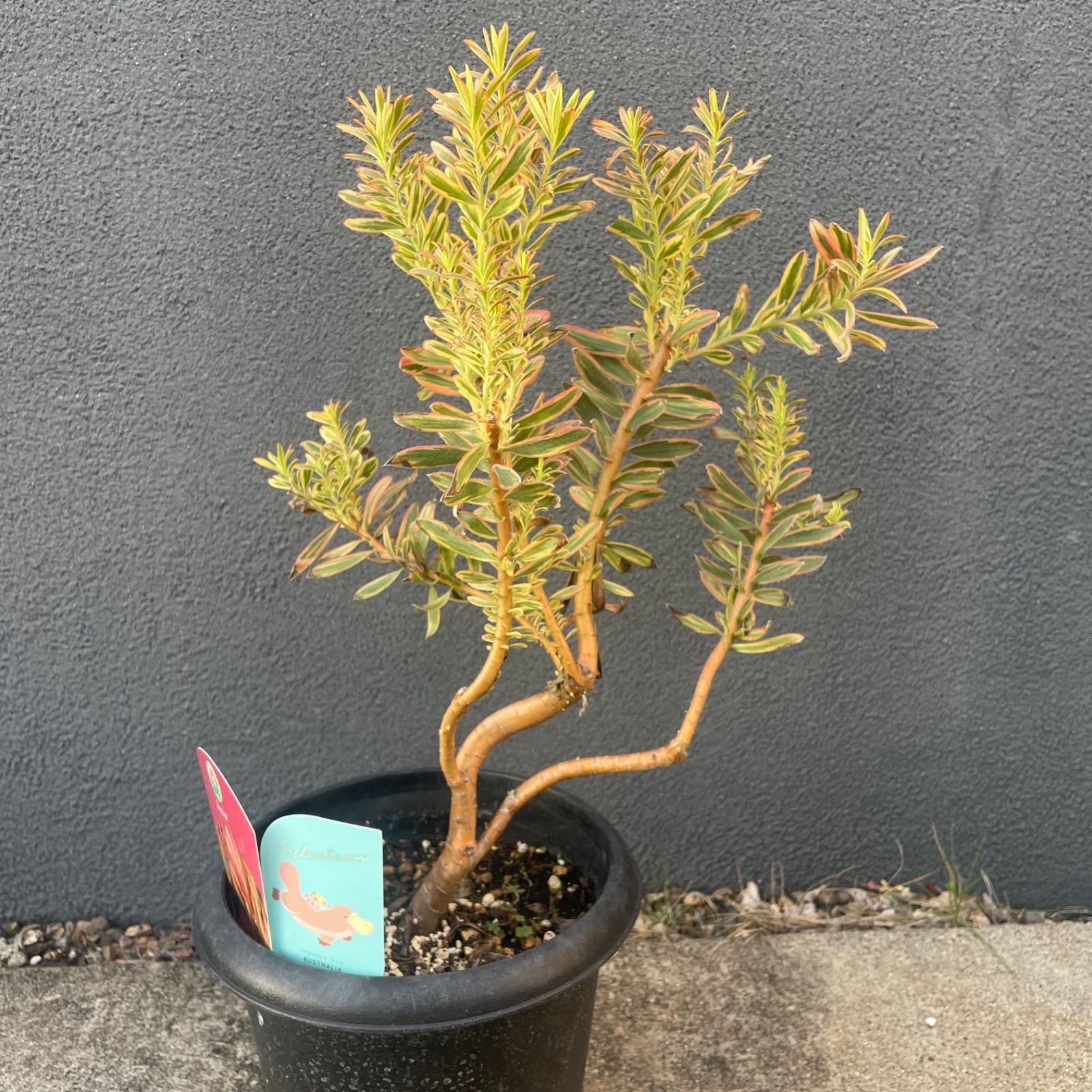 リューカデンドロン ジェスター 7号 オージープランツ ネイティブプランツ