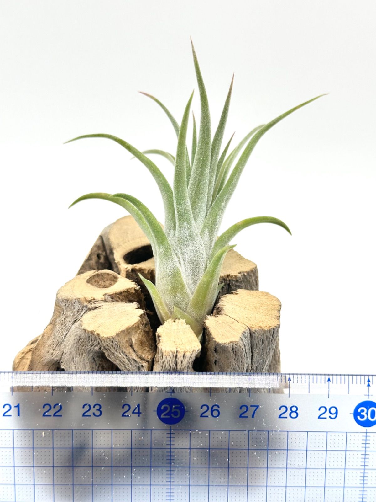 ブロメリア・エアープランツ Tillandsia 'Domingo's Cutie' from JD