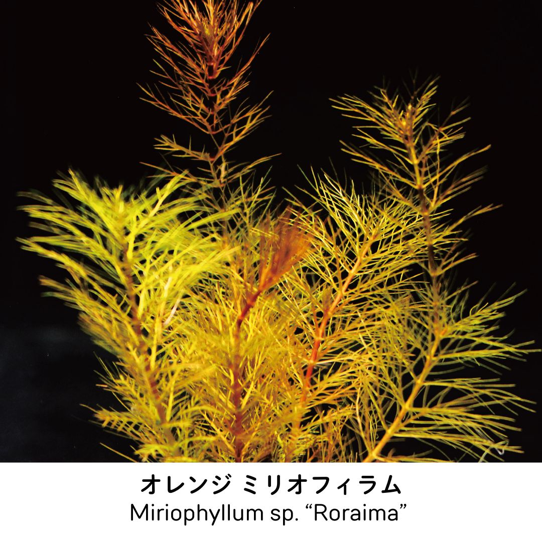 オレンジ ミリオフィラム 水上葉 1本 – 水草屋