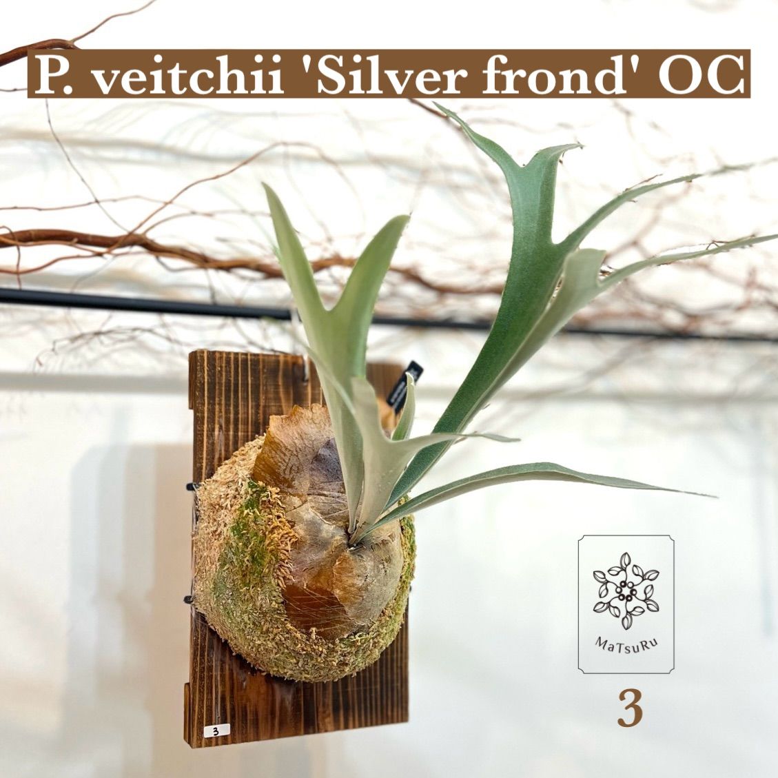 P. veitchii 'Silver frond' OC ベイチーシルバーフロンド 【３】 ビカクシダ - メルカリ