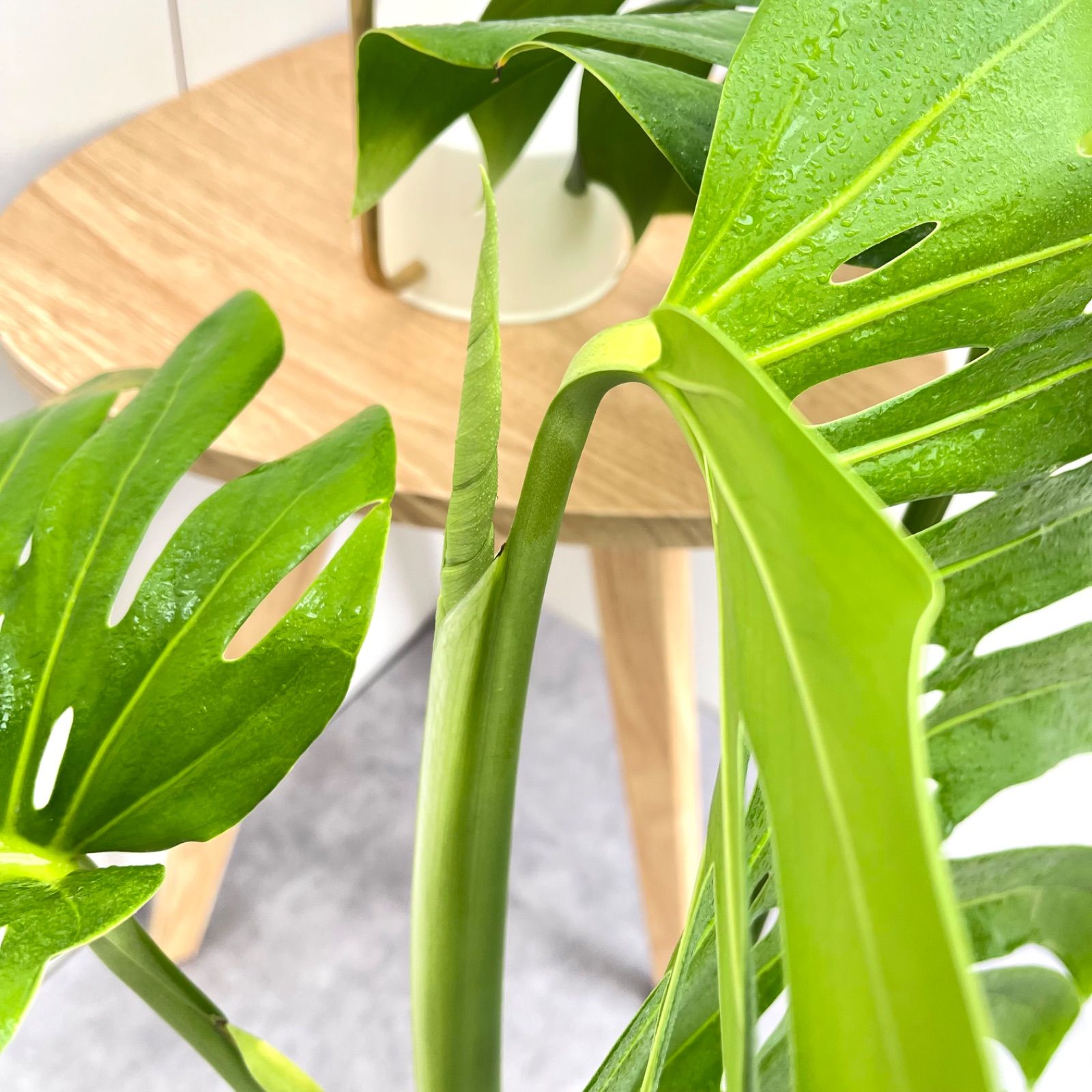 ［現品］【希少】63番　モンステラ　幹上がり　7号　観葉植物　室内　おすすめ 現品］【希少】63番 モンステラ 幹上がり 7号 観葉植物 室内