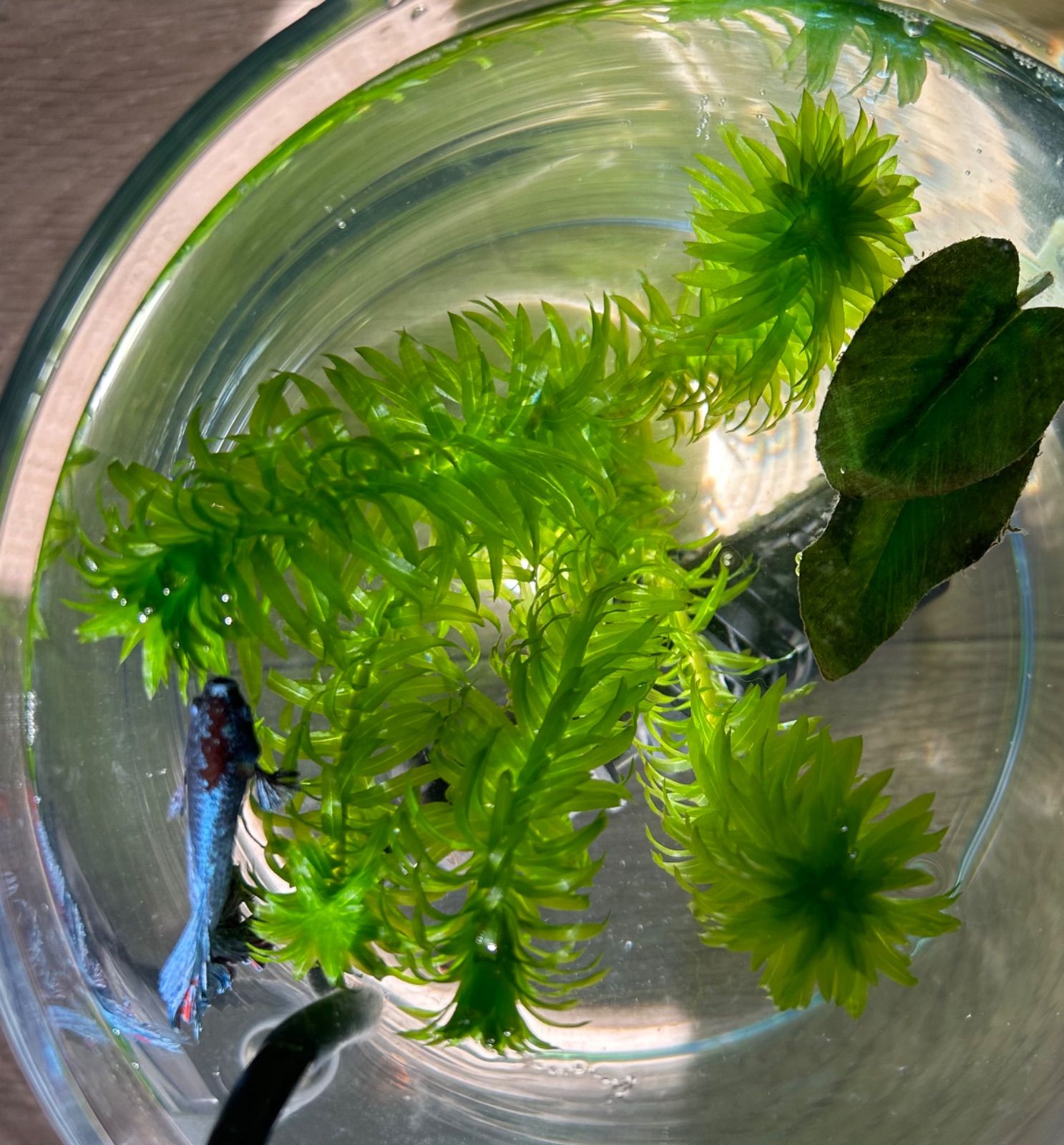 無農薬】アナカリス（オオカナダモ）5本 おもりつき - メルカリ