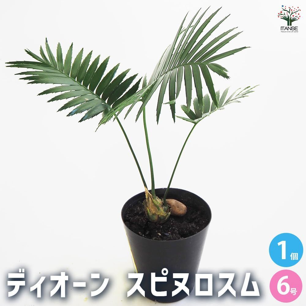 1個売り 初心者向け