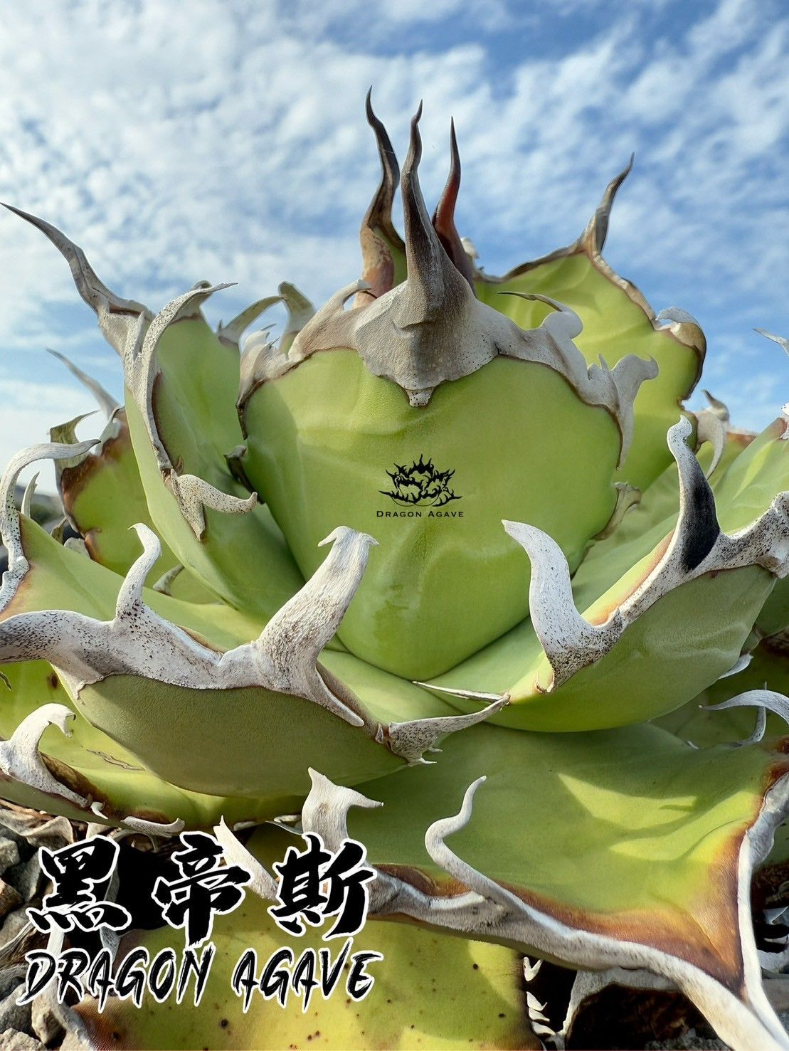アガベ チタノタ ハデス 恐竜牙歯 黒帝斯 agave 選抜 極上株 チタノタ