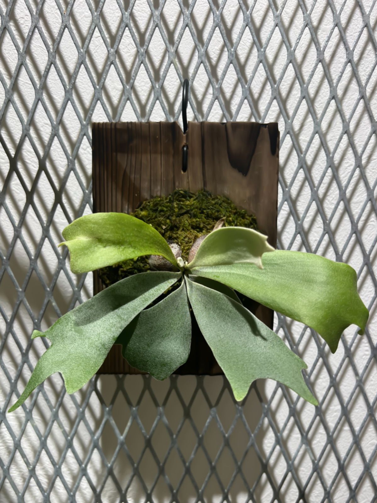 P. willinckii '月光爪哇' 子株付 ビカクシダ ウィリンキー