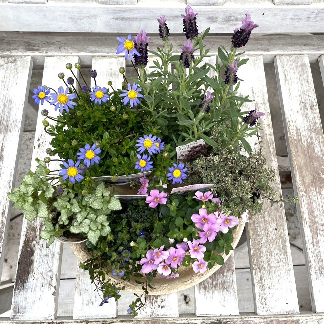 寄せ植えセット(土付き) 】ラベンダー × グレー 寄せ植え YouTube