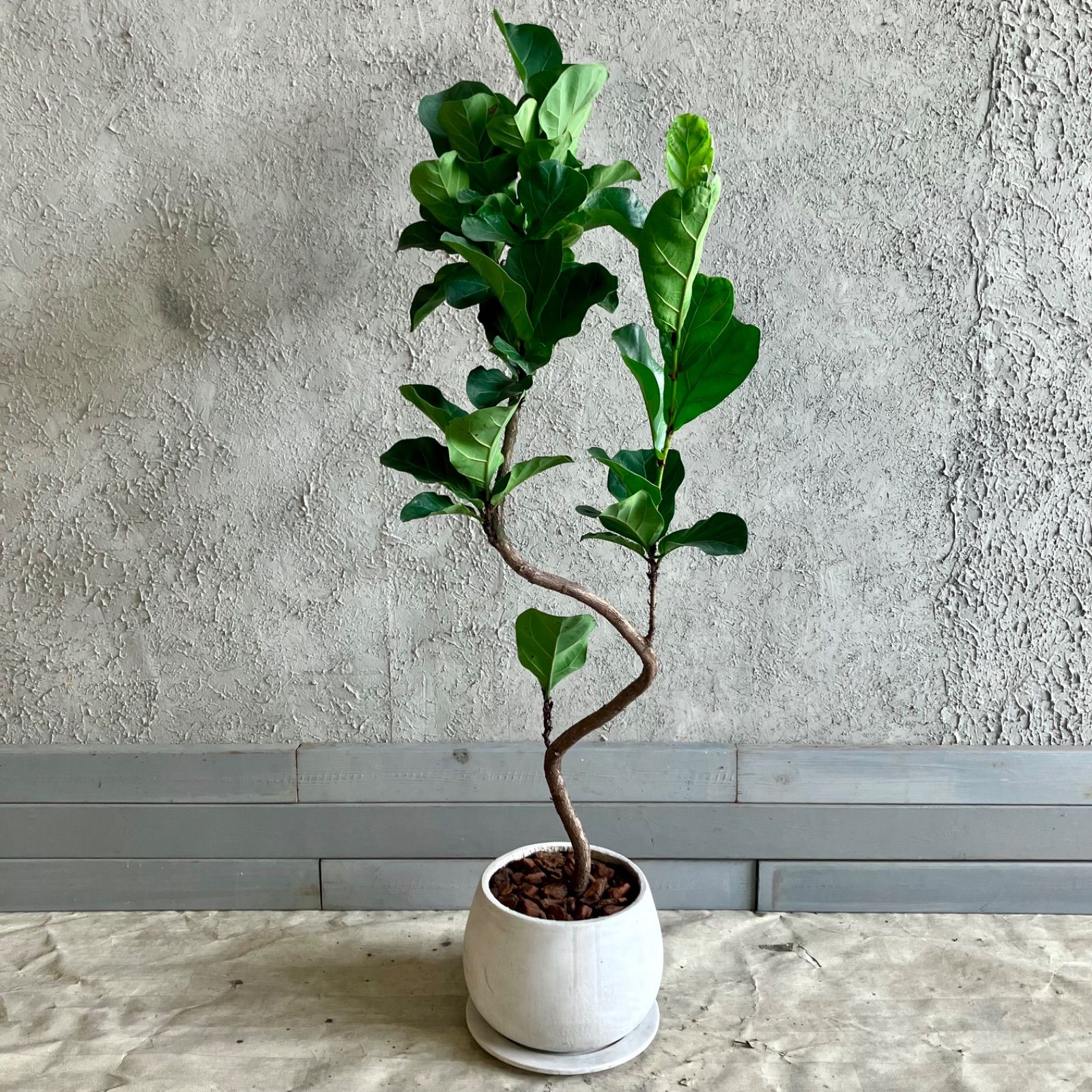 エバーフレッシュ 曲がり仕立て 陶器鉢 植え込み発送 観葉植物