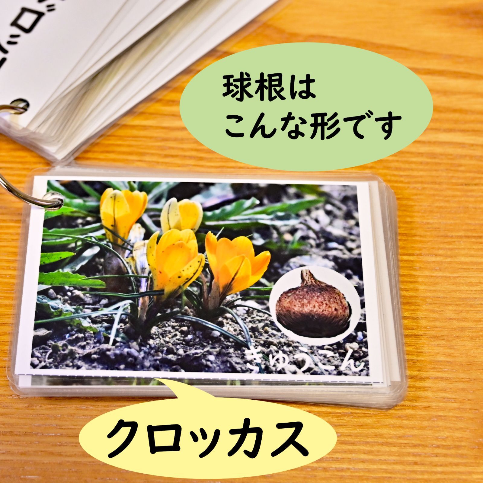 季節の花カード Part2 四季の学習に 小学校受験に - メルカリ
