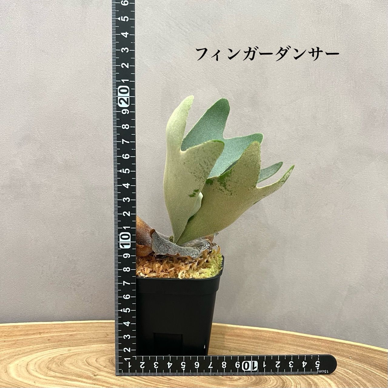 ビカクシダ7株セット安心サイズ胞子培養 ① Yahoo!オークション - ビカクシダ 胞子培養 スタートアップ