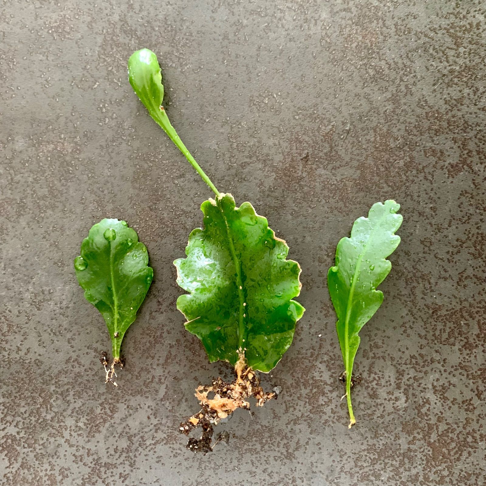 個性的な魅力 | Rhipsalis crispata | 抜き苗3本 - メルカリ