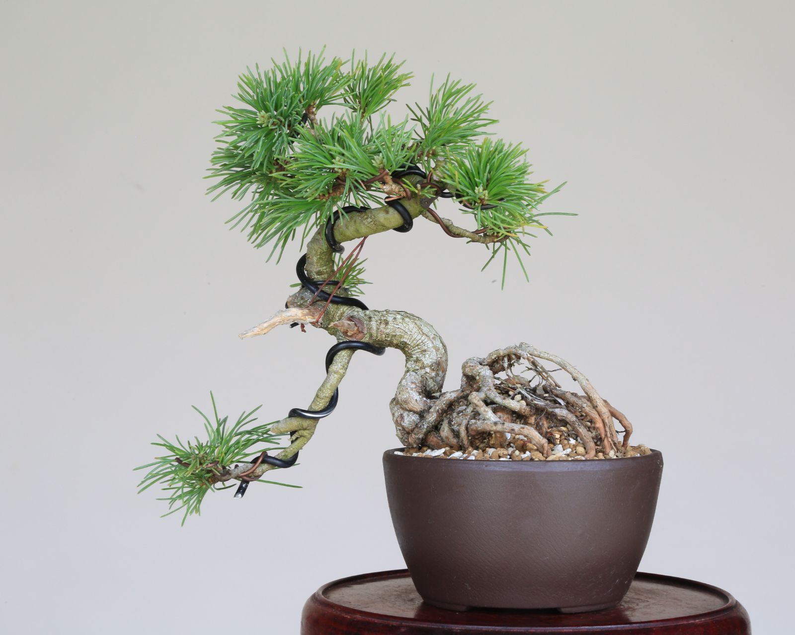 大巓性 ダイテンショウ