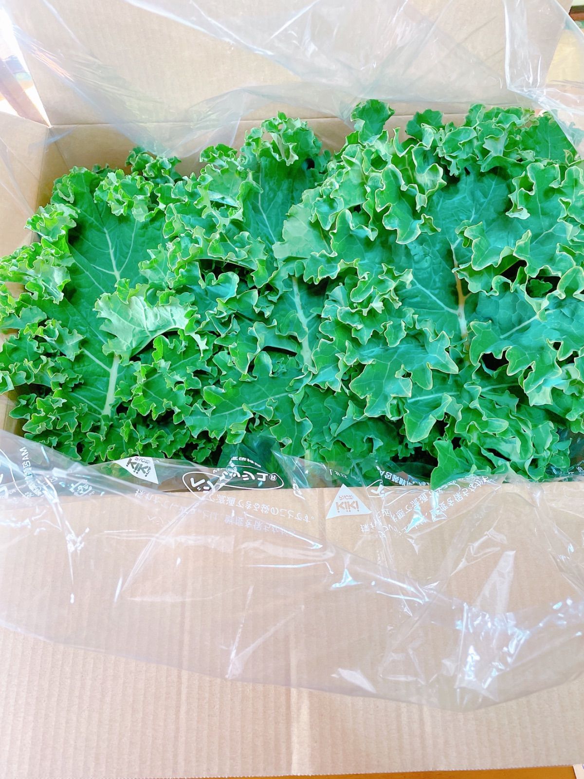 ✳️無農薬カリーノケール2キロ 農家直送　送料無料 九州お野菜ジュース