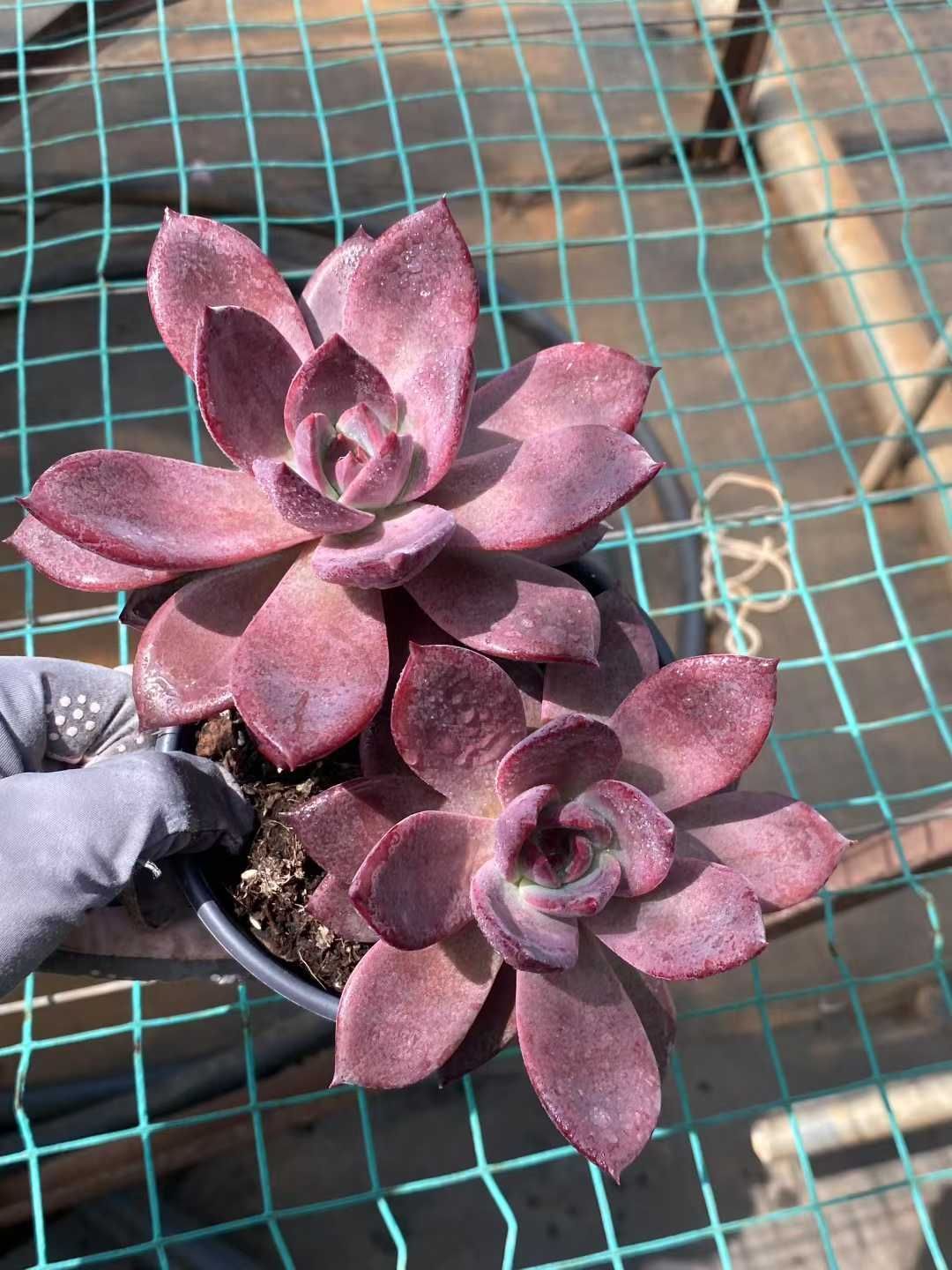 16株の抜き苗セット パープルドリーム2頭 多肉植物 佐川急便発送 エケベリア 韓国苗 MY375