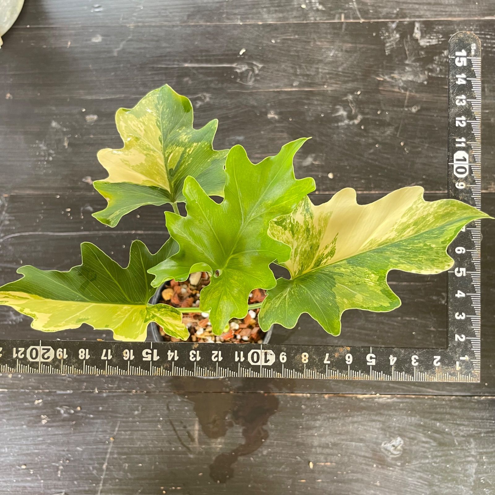極斑】フィロデンドロン セローム 斑入り Philodendron Selloum