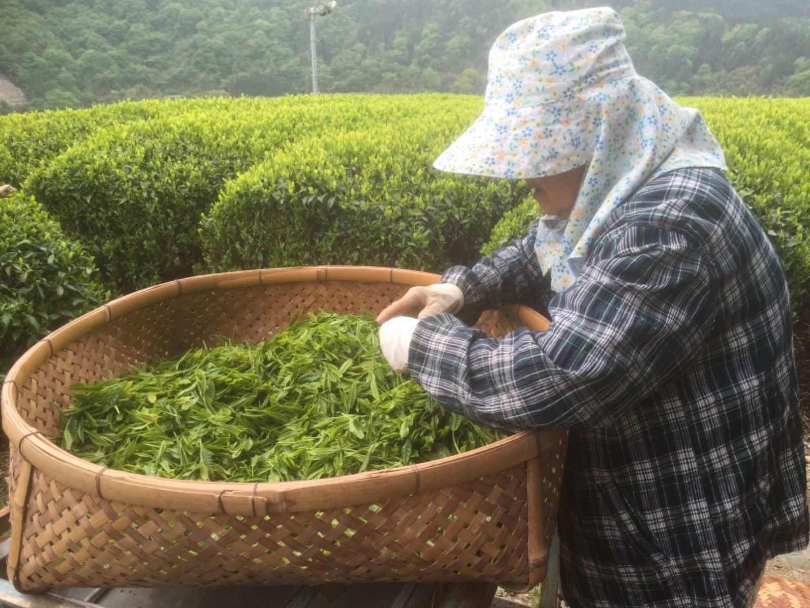 超特価SALE開催 無農薬栽培茶 100g 5g入り×20個 ×1個 久子ばあちゃんの健康長寿のお茶