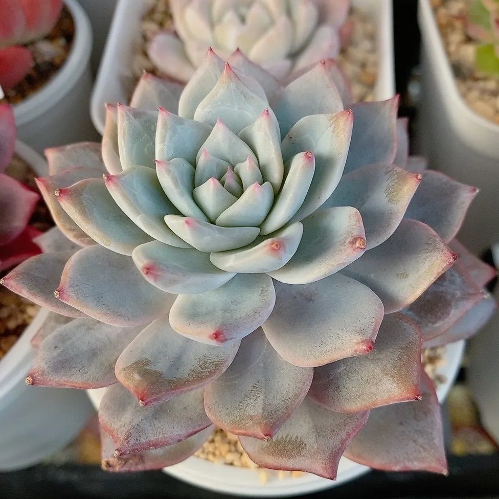 1点のみ♡ 多肉植物 韓国苗 ポセイドン 極美苗♡ - その他多肉植物