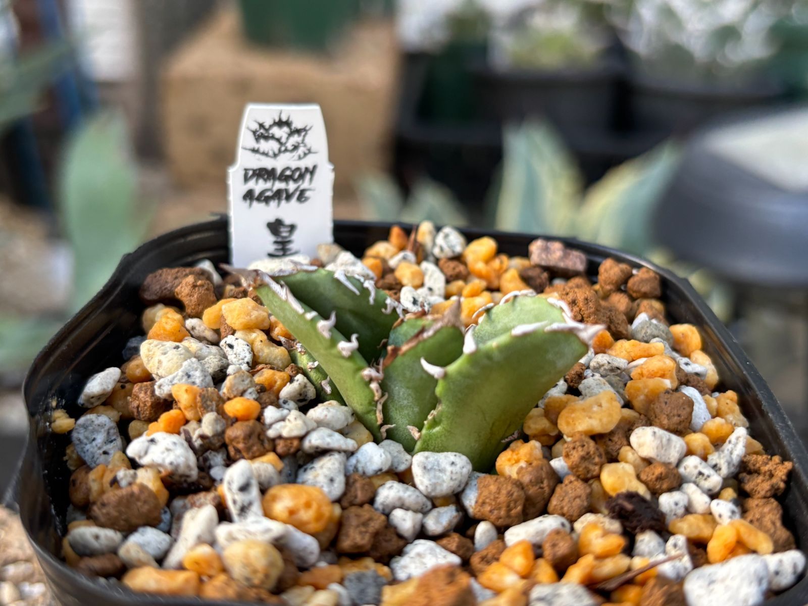 アガベ チタノタ Dennis040 子株