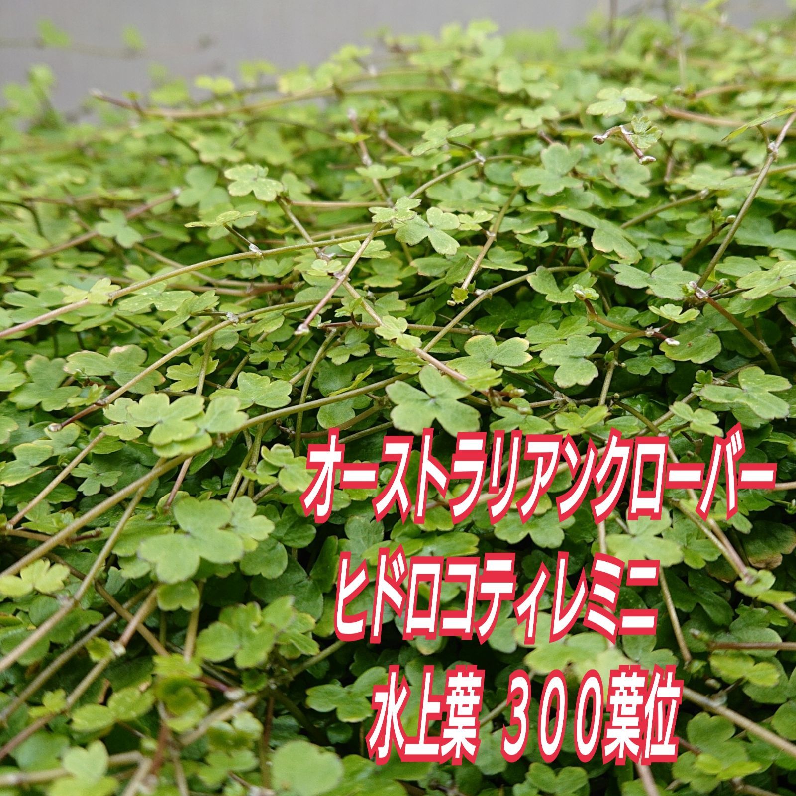 オーストラリアンクローバーミニ 30葉 - 水草育成