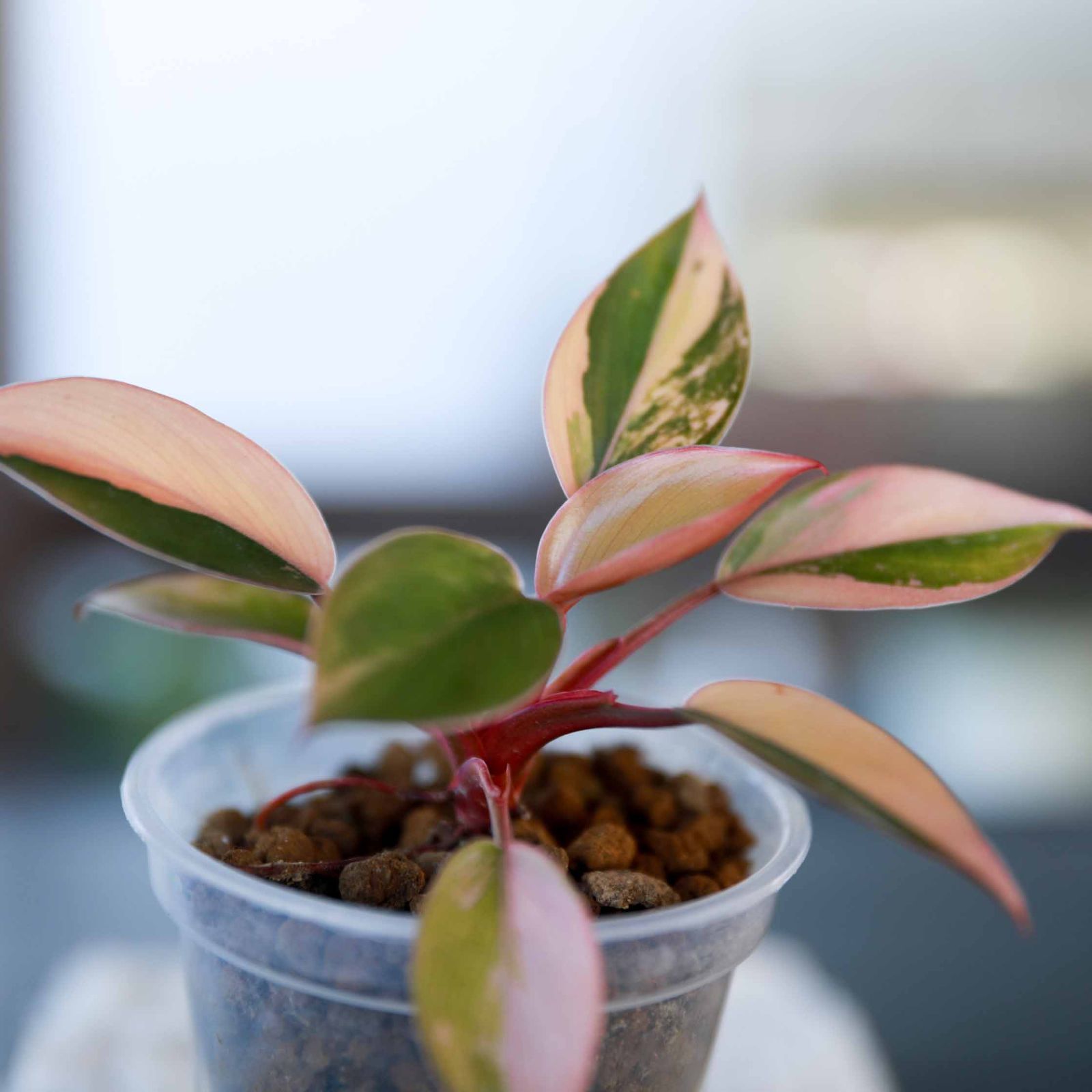 8月末まで】フィロデンドロン レッドコンゴ Philodendron Red Congo Variegated - メルカリ