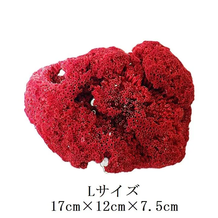 2026年最新】パイプオルガンサンゴの人気アイテム - メルカリ