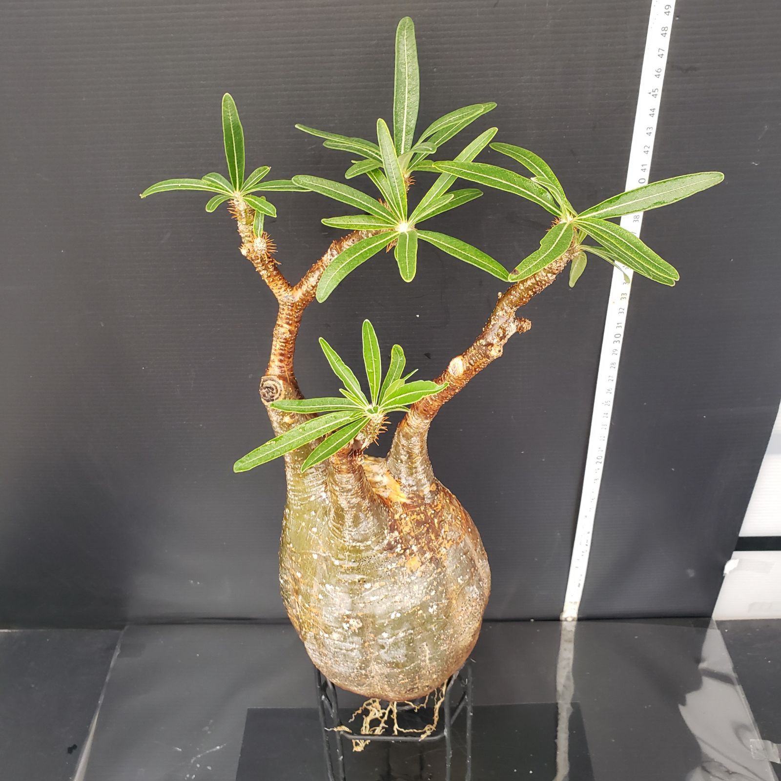 P290【自社養生・発根株】Pachypodium グラキリス(L)(現地球 P290【自社養生・発根株】Pachypodium グラキリス(L)(現地球