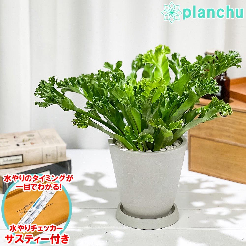 PLANCHU 観葉植物 アスプレニウム レズリー 5号樹脂鉢 ホワイト サスティー付き 受け皿付き 育て方説明書付き Asplenium nidus  'Leslie' シダ シマオオタニワタリ メルカリ