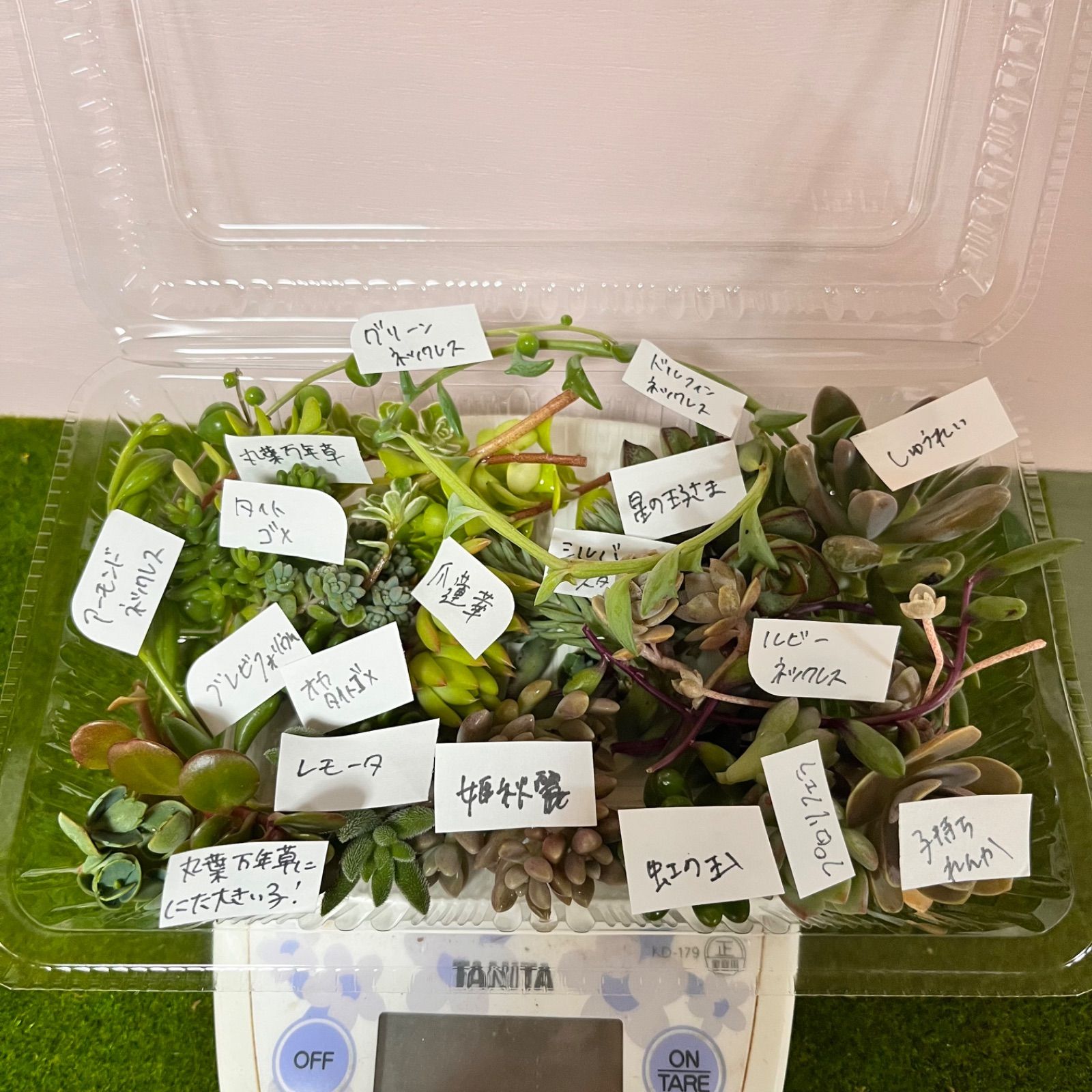 28 シュガークィーン (小苗) 多肉植物 ♪ カット苗 観葉植物