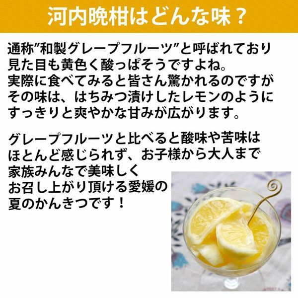 愛媛 河内晩柑