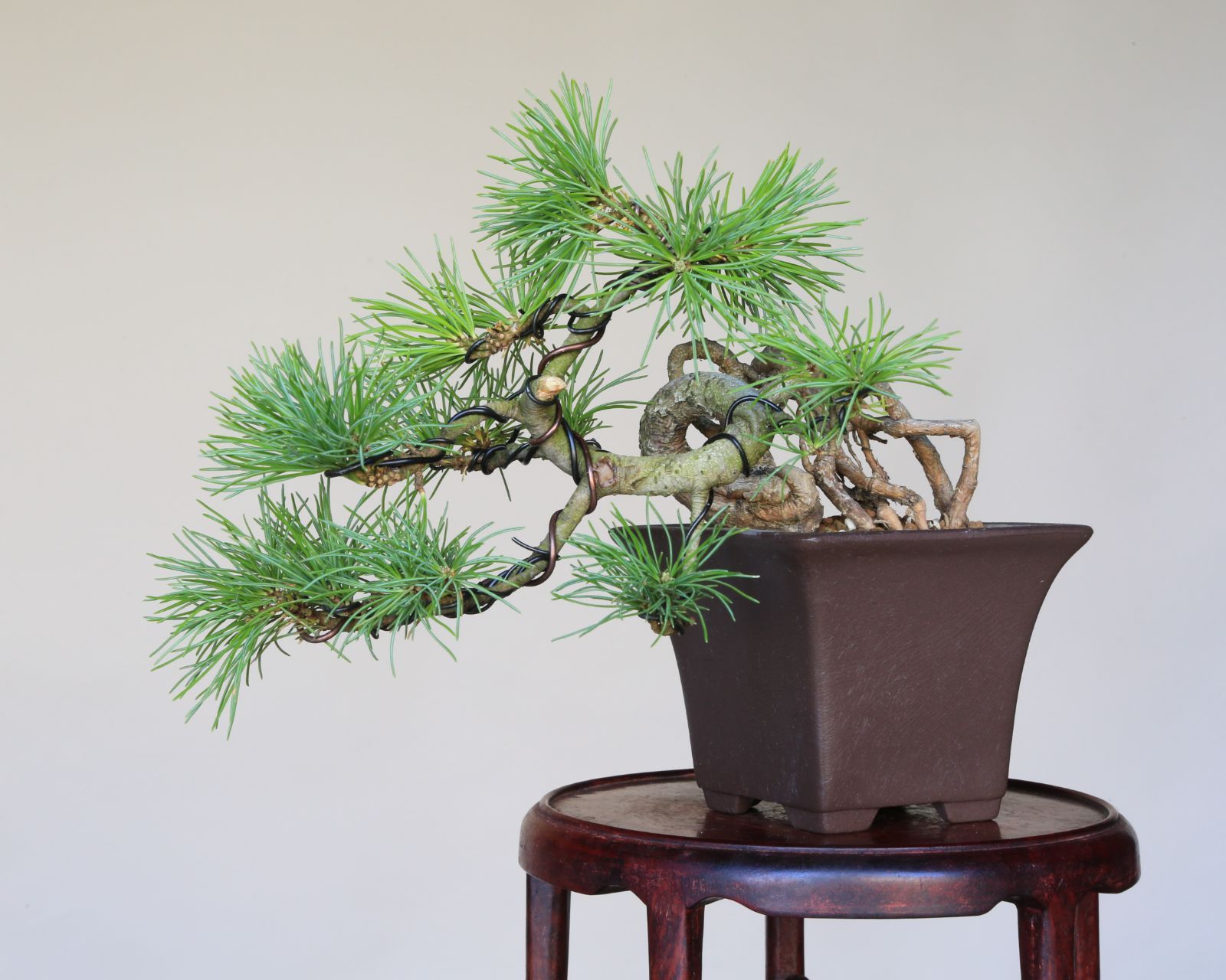 盆栽鉢