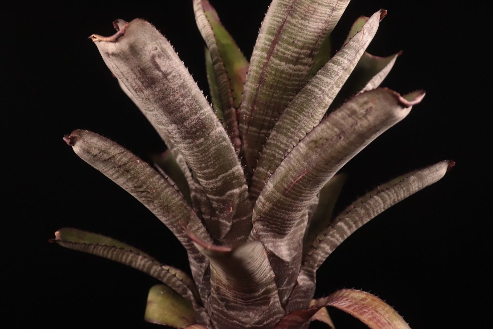 Aechmea nudicaulis Hybrid〔エクメア〕現品発送A178 送料無料】Aechmea nudicaulis Hybrid〔エクメア〕現品発送A178