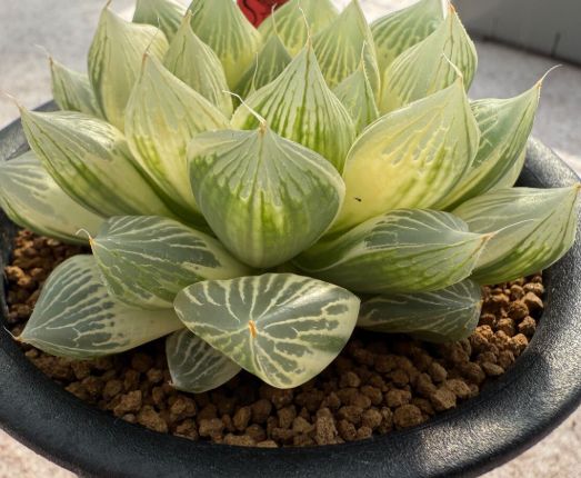 多肉植物 ハオルチア 「白蛇伝」大株 - メルカリ