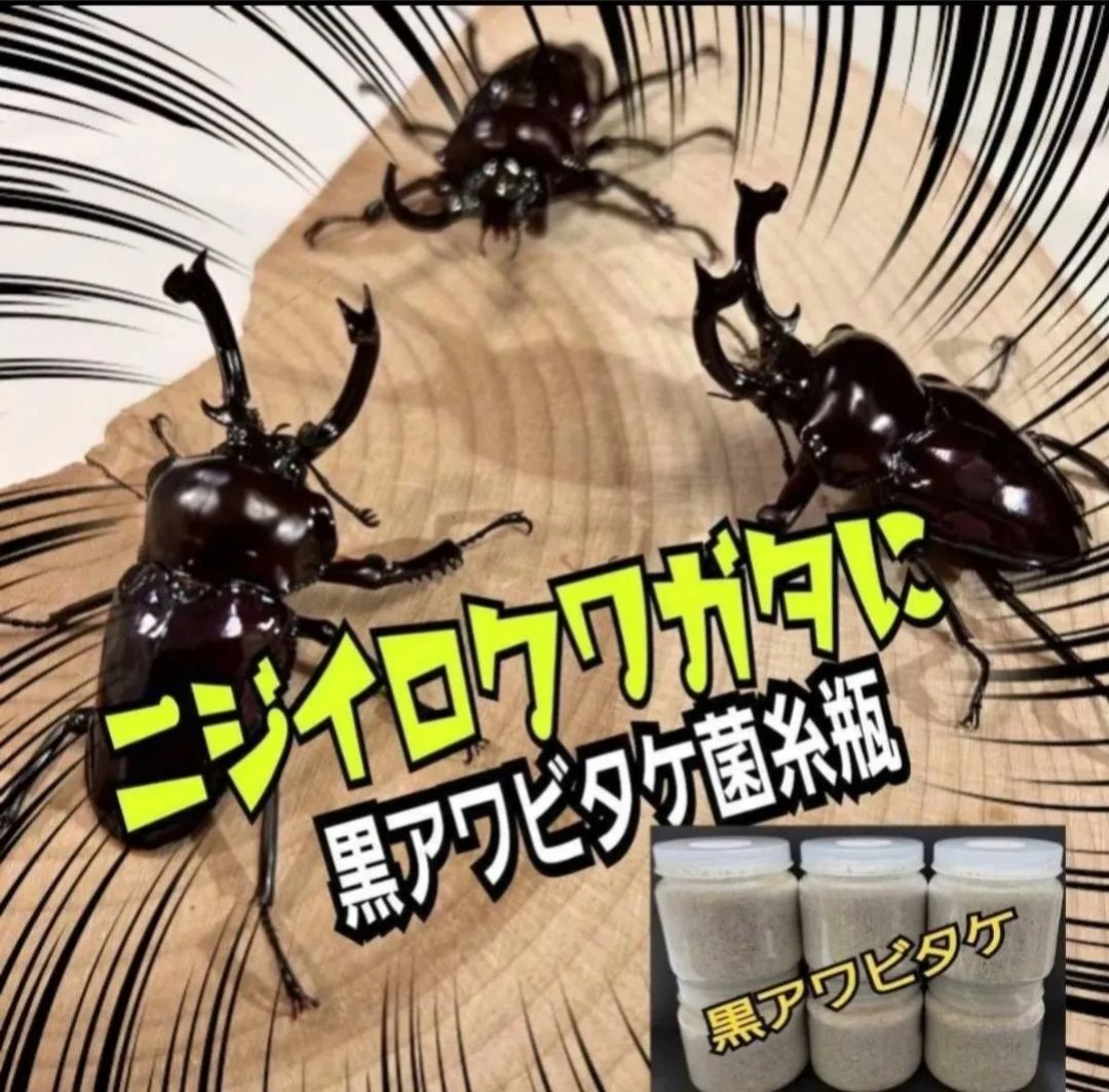 黒アワビタケ菌糸瓶 10本セット 特殊アミノ酸強化配合 ニジイロクワガタに抜群 オオクワガタ ヒラタ ノコギリの初令 2令にもお薦めです