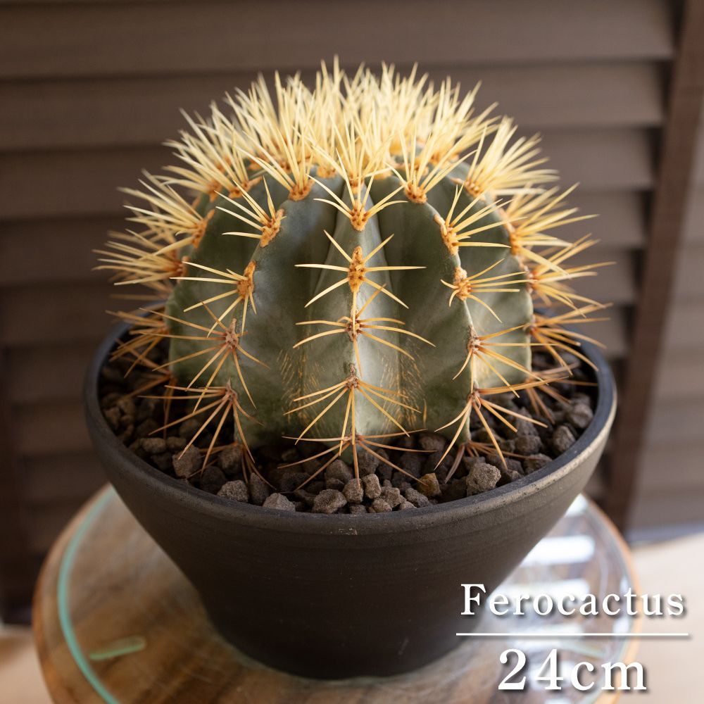 王冠竜 発根済】24cm 王冠竜 フェロカクタス ブルーバレルカクタス