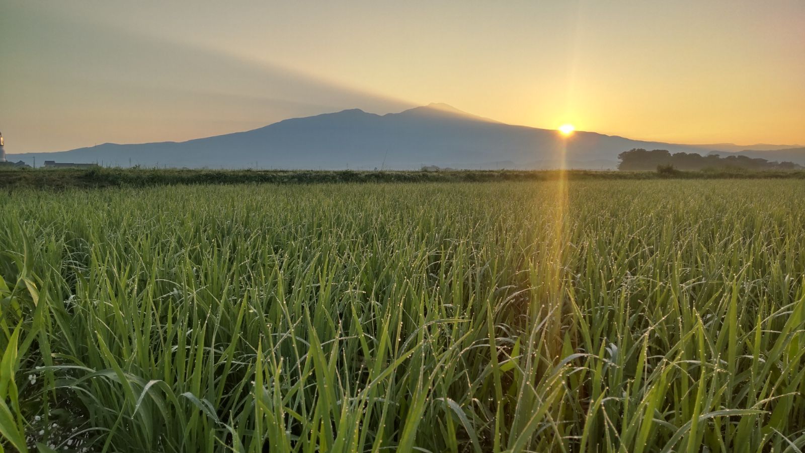 卵６０個 夕陽卵 米育ち自然卵 - 山形夕陽農場 - メルカリ