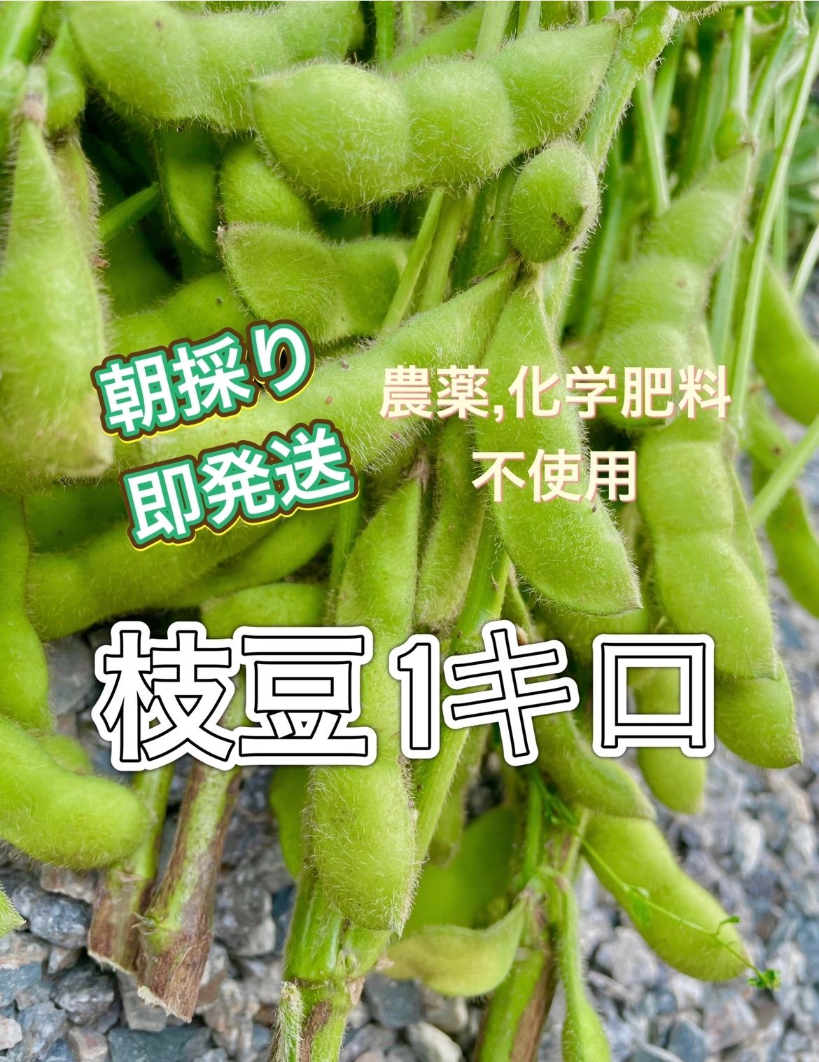 北海道富良野産 無農薬枝豆600グラム - 野菜