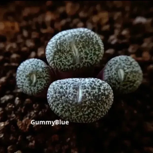 2025年最新】コノフィツム オブコルデルムの人気アイテム - メルカリ