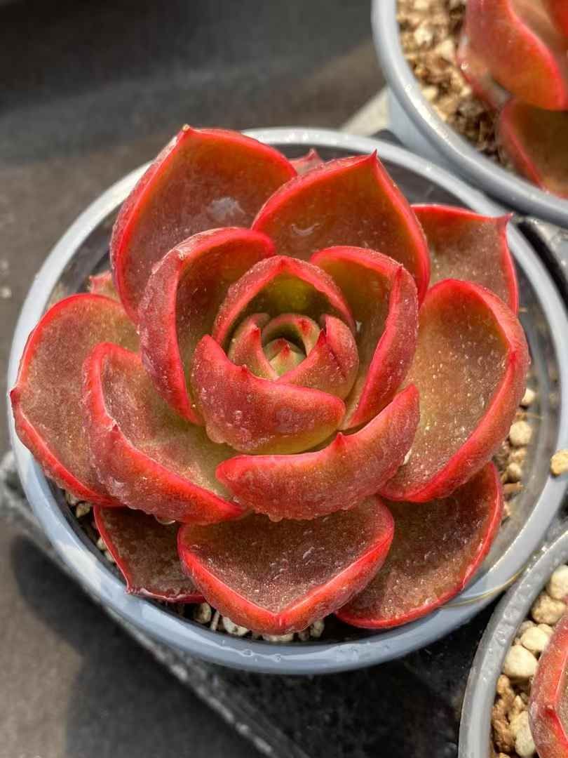 6株の抜き苗セット】レッドライト 多肉植物 佐川急便発送 エケベリア