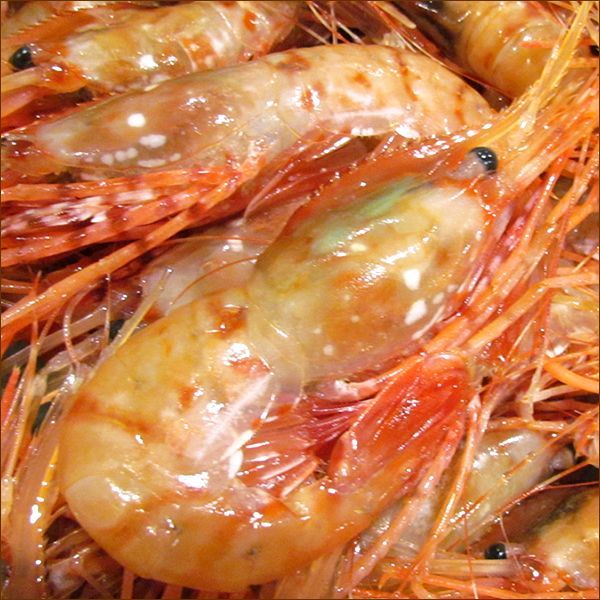 ボタンエビ 500g (BFL/メス子持ち/8-10尾入り/生冷凍) えび エビ 海老 ぼたんえび 牡丹海老 お刺身 ギフト 贈り物 ご自宅用 ご家庭用 お家用 北海道 北海道直送 グルメ お取り寄せ